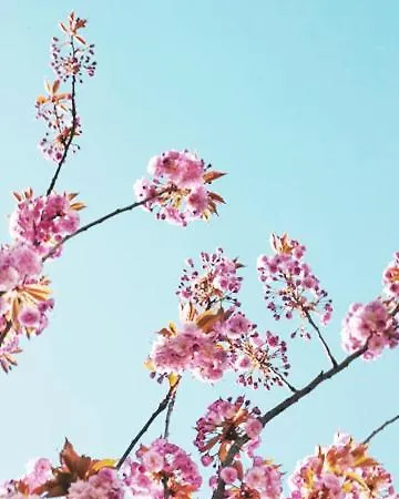 Residenza Al Sogno - On Garda Cavaion Veronese